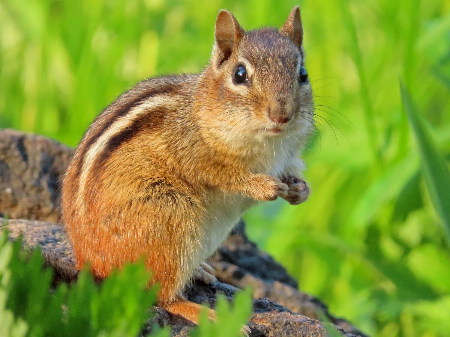 Chipmunks — Susan Kirby